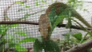 Parson&rsquo;s Chameleon Drinking - Calumma parsonii