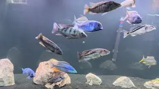 African cichlids update on the predator Hap tank BIG NEWS COMING SOON