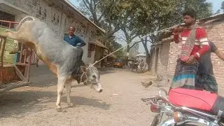 2022 Cow Unloading From Truck | Very Popular Village Cattle Market 2022 | 2022 Cow Unloading Part 1