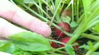 Raccogliere tantissimi ravanelli in pochissimo spazio! (solo con semina)
