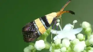 Fairy Longhorn Moth Visits Patrinia Flowers 240fps