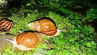 Unveiling the Mysteries: Understanding White Snails in Your Backyard 