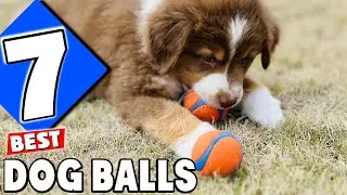 Top 7 Dog Balls to Keep Your Dog Entertained!