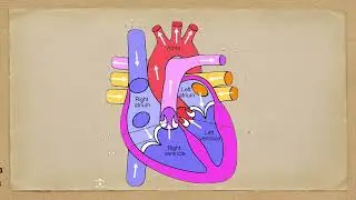 The Human Heart: Structure, Function & Anatomy Explained (with Diagram) | How Your Heart Works
