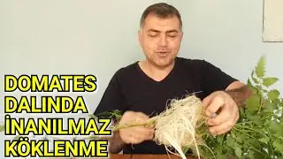 Fide Arayışına Son, Sürgünleri Köklendir