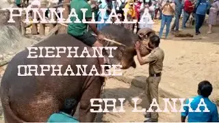 Pinnawala Elephant Orphanage  #githmiww