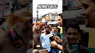 Monkey blog | monkey videos | monkey blogger | viral monkey | trending monkey