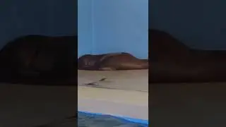 Sea Lion Napping in the Nursery 🦭💤