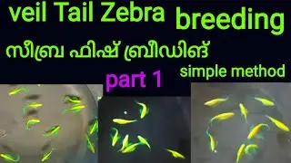 veil tail zebra breeding simple method//#veiltail_zebra/#malayalam/#zebrafish