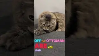 She&rsquo;s MAD that we cleaned her bed! #cat #catvideos #catlovers #catbed #clean #angrycats