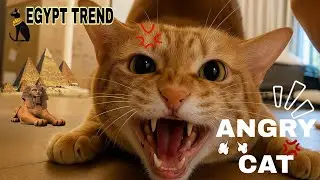 Angry Cat Shorts #angrycat #cat #kitten #pets #animals #angrycatsounds #cutecat