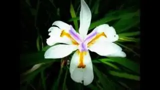 Madimozely - Dadah de Fort Dauphin