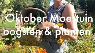 Ini's Moestuin #76 Oktober moestuin: pompoenen oogsten, rood fruit planten o a  frambozen en aardbei