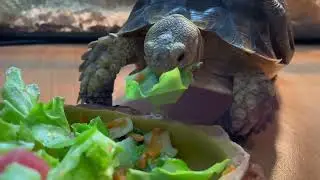 ASMR| Sounds of a turtle eating| Звуки кушающей черепашки