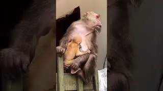 What kind of eyes ? AWW MONKEY WITH MOM