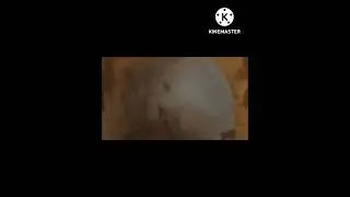 МЕРЛИН АФСУНГАР(1)