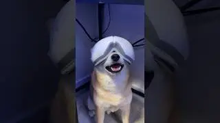 Шиба пробует VR. Поймает весь дым.
