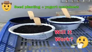 Seed planting in old yogurt containers #hydroponics #garden #indoorgardening #gardening #diy