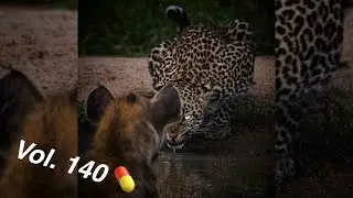 MGTOW / Red-Pill TikTok Compilation - Vol. 140