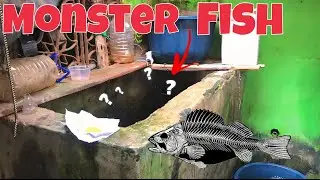 Monster Tank || Tilapia Fish Vlog || Oscar Fish Video  || Galiff Street Market #104 Vlog