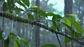 Deep Forest Rain Sounds for Sleeping Instantly 🌧️ No Noise, Pure Nature Ambience Sleep & Relaxation