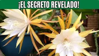 &iexcl;C&oacute;mo Hacer Florecer el Cactus Zigzag! 🌺 &iexcl;M&eacute;todo Infalible Paso a Paso!