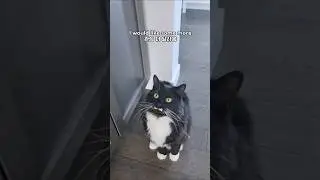 Cat wants attention 💓 #shorts #cat #cutecat