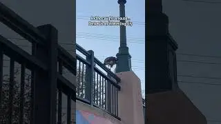 Hawk Hunting?