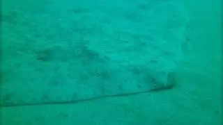 STINGRAY LEOPARD WHIPTAIL ANTALYA