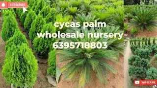cycas palm plant price wholesale nursery 👌#gajraulanursery #wholesalenursery #nurserygajraula ....