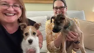 Siblings first meeting #humanesociety #spca #joybound