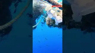 Turtle stuck 😪  #sea #beachlife #pollution #turtle #plastic #sad