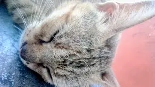 Peaceful Cat Dreaming in Soft Light 