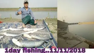 Chashma Barrage mianwali big cat fishing in Pakistan date update 14 9 2020
