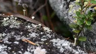 New-born vipera berus exploring the terrain