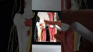 Причина Боли По Задней Поверхности Ноги