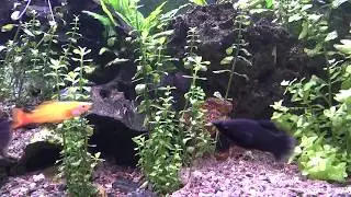 Akvariefisk med yngelpleie