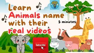 Kids Will LOVE These Animals! |🌈 Rainbow Zoodle. #animalvideosforkids2025 #animalfunforkids