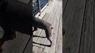 #Fyp #Doberman #pets #boat