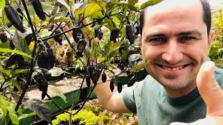 PIMENTA NEGRA DA COLHEITA AO MOLHO
