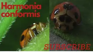 Harmonia conformis.