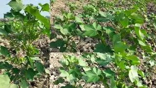 5 Cotton Types CIM vs. CKC5 @ghfareed2805 @sindhisinger4010 @ktntv @FaisalShabbir