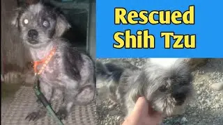 Rescued Shih Tzu Before And After