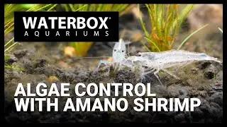 Kill Algae with Amano Shrimp in Your Aquarium!