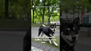 BEST DOG PARKS IN CHICAGO 🌳🐶🐾 #dogpark #shorts #chicagosummer #youtubeshorts #dogshorts