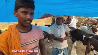 Tuesday mandi vlog zabardast bakre extreme weather