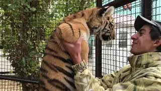 Тигрята любят своего смотрителя! Cubs love their caretaker!
