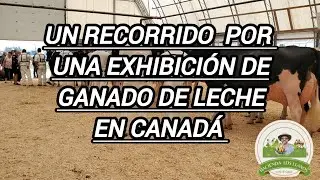 Competencia de Vacas lecheras Holstein y Jersey Ontario Canad&aacute;