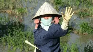Rice field growing in Vietnam / Reisfelder Reisanbau in Vietnam (Nha Trang)