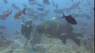 Scuba Diver Feeds Fish To Giant Grouper, Epinephelus Lanceolatus, At Shark Feed